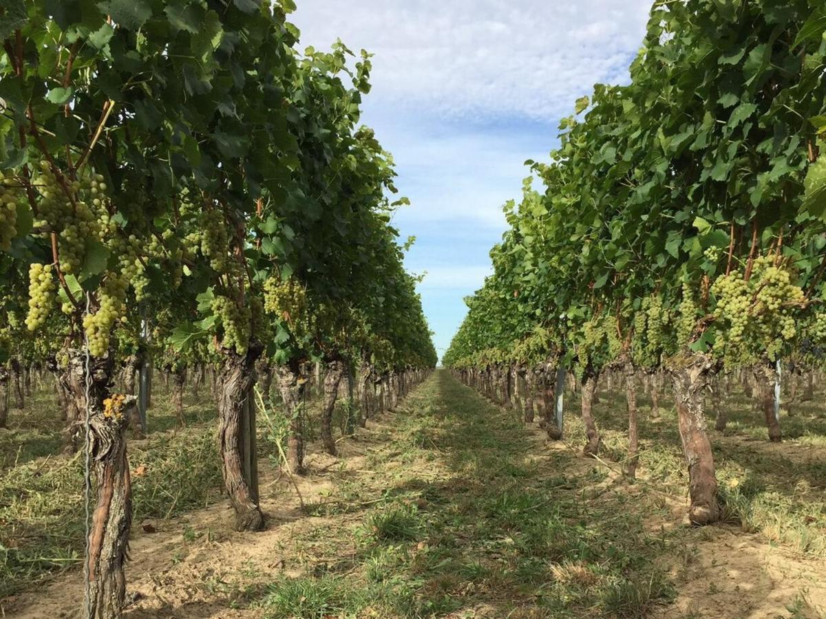 Ferien- Und Winzerhof Simon Διαμέρισμα Φράιμπουργκ Εξωτερικό φωτογραφία